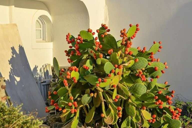 Blend prickly pears into smoothies, use the juice in drinks or jams, or reduce it into a savory sauce for meats. Enjoy versatile prickly pear flavors during your stay! Blend prickly pears into smoothies, use the juice in drinks or jams, or reduce it into a savory sauce for meats. Enjoy versatile prickly pear flavors during your stay!